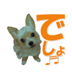 チワワヨーキー写真♡ほっこり☆大きめ文字（個別スタンプ：2）