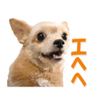 チワワヨーキー写真♡ほっこり☆大きめ文字（個別スタンプ：17）