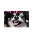 広島弁 チワワ（個別スタンプ：12）