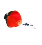 Discus fish（個別スタンプ：2）