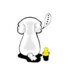 うちの白プードル（個別スタンプ：36）