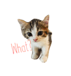 Kitty Overload Vol.1（個別スタンプ：1）