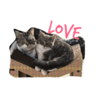 Kitty Overload Vol.1（個別スタンプ：4）