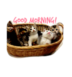 Kitty Overload Vol.1（個別スタンプ：5）