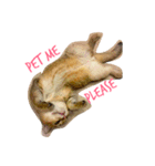 Kitty Overload Vol.1（個別スタンプ：6）