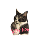 Kitty Overload Vol.1（個別スタンプ：8）