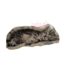 Kitty Overload Vol.1（個別スタンプ：10）