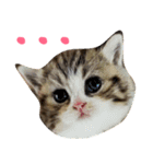 Kitty Overload Vol.1（個別スタンプ：11）