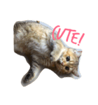 Kitty Overload Vol.1（個別スタンプ：12）