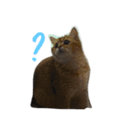 Kitty Overload Vol.1（個別スタンプ：15）