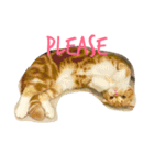 Kitty Overload Vol.1（個別スタンプ：16）