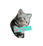 ねこた家（個別スタンプ：1）