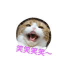 ねこた家（個別スタンプ：2）
