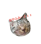 ねこた家（個別スタンプ：4）