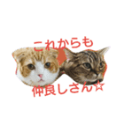 ねこた家（個別スタンプ：7）