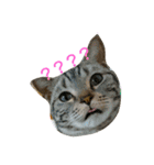 ねこた家（個別スタンプ：8）