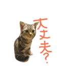 ねこた家（個別スタンプ：9）