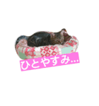 ねこた家（個別スタンプ：11）