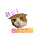 ねこた家（個別スタンプ：13）