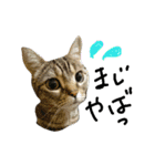 ねこた家（個別スタンプ：14）