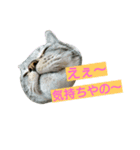 ねこた家（個別スタンプ：20）