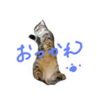 ねこた家（個別スタンプ：22）