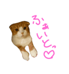 ねこた家（個別スタンプ：23）