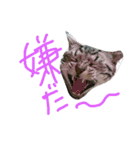 ねこた家（個別スタンプ：24）