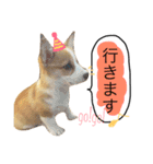 ウチのコーギー2（個別スタンプ：10）