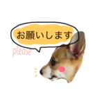 ウチのコーギー2（個別スタンプ：14）