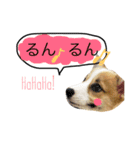 ウチのコーギー2（個別スタンプ：16）