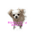 Chihuahawa（個別スタンプ：2）