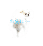 Chihuahawa（個別スタンプ：3）