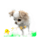Chihuahawa（個別スタンプ：6）
