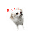 Chihuahawa（個別スタンプ：7）