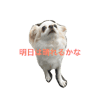 Chihuahawa（個別スタンプ：8）