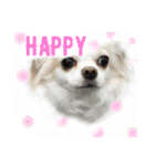 Chihuahawa（個別スタンプ：9）