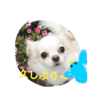 Chihuahawa（個別スタンプ：10）