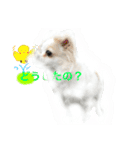 Chihuahawa（個別スタンプ：11）
