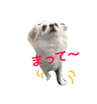 Chihuahawa（個別スタンプ：15）