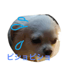 Chihuahawa（個別スタンプ：16）