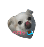 Chihuahawa（個別スタンプ：18）