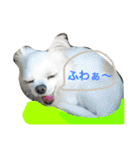 Chihuahawa（個別スタンプ：20）