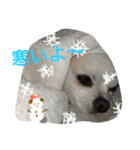 Chihuahawa（個別スタンプ：21）