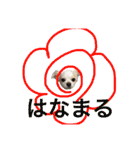 Chihuahawa（個別スタンプ：22）