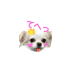Chihuahawa（個別スタンプ：26）