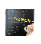 Chihuahawa（個別スタンプ：27）