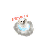 Chihuahawa（個別スタンプ：28）