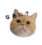 ふく＆つむぎ（鼻ペチャねこ）（個別スタンプ：2）