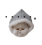 ふく＆つむぎ（鼻ペチャねこ）（個別スタンプ：3）